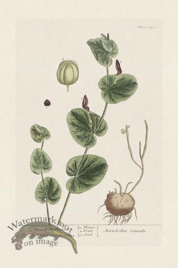 BEE 256 Round Birthnort